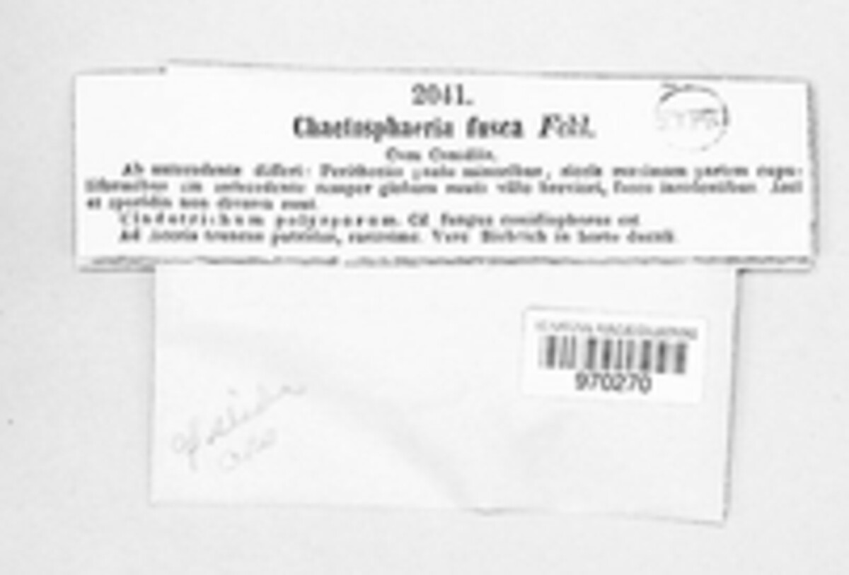 Chaetosphaerella fusca image